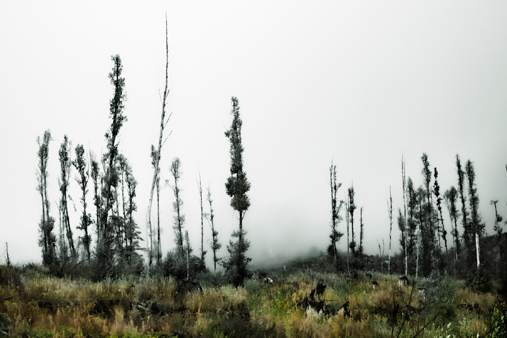 Misty Forest 