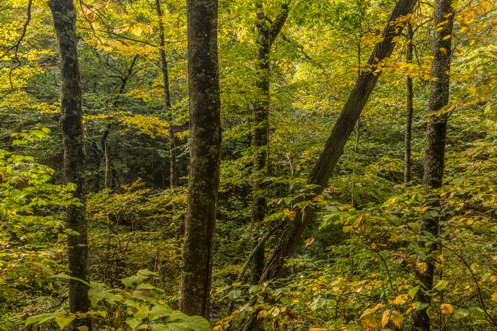 A hillside of trees starting to change to their Fall colors along the Crabtree Falls trail, North Carolina, USA.