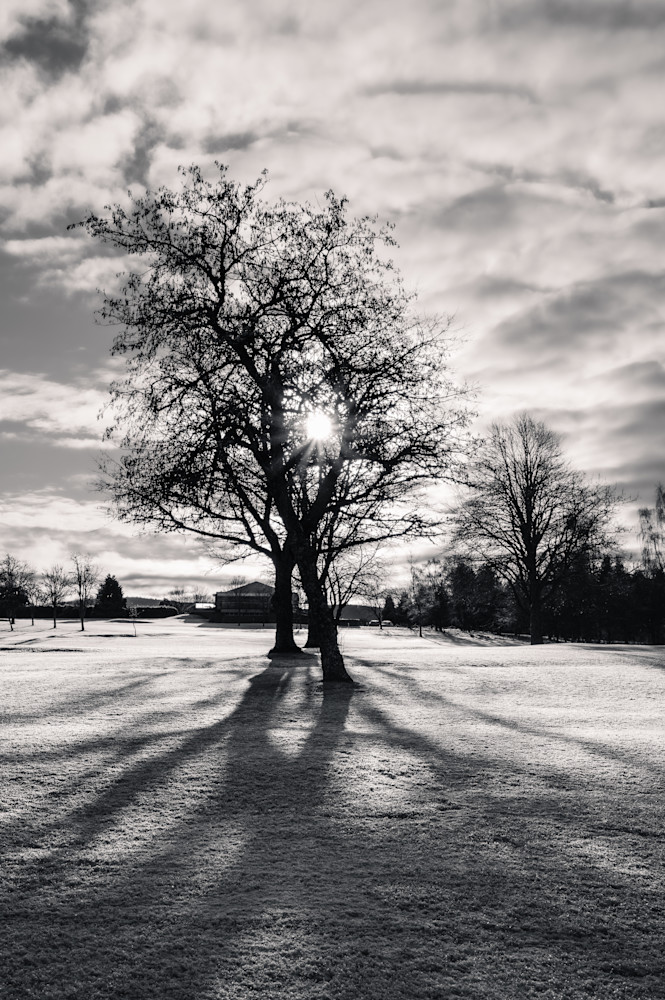 Sunbreak Among Trees Photography Art | Val Miranda Photography