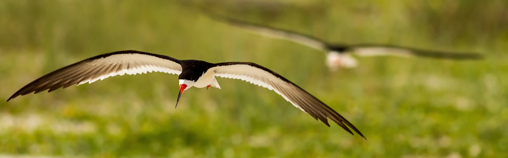 Black Skimmer In Flight Photography Art | John Lazo Photography