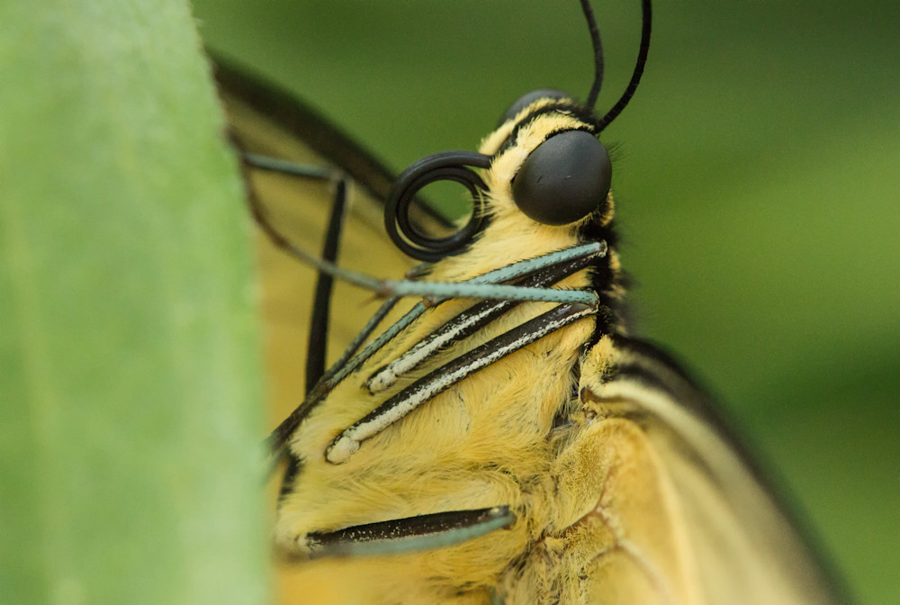 Butterfly Close Up Photography Art | John Lazo Photography