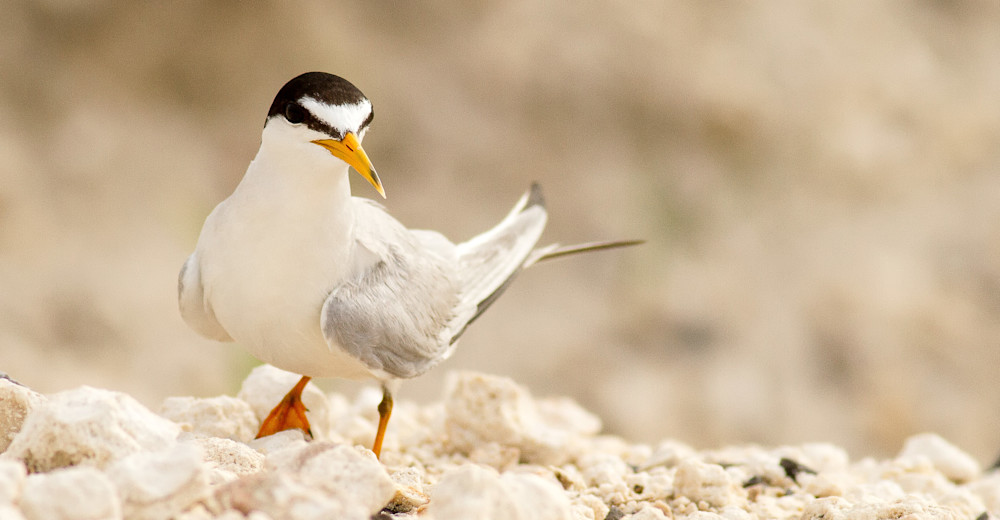 Least Tern Hop Photography Art | John Lazo Photography