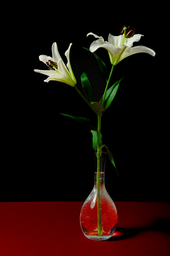 Lilys On Red, Black & Green Photography Art | Lester Blair Gallery