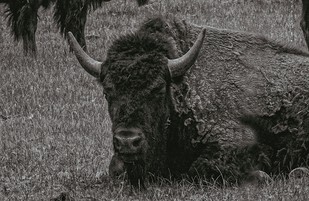 Majestic Bison Portrait - Vintage Black and White Photography