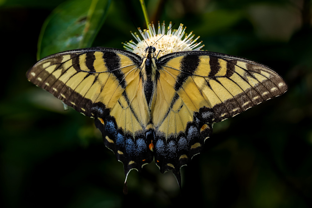 Pn0 A5440 Photography Art | Kevin Morris Photography USA