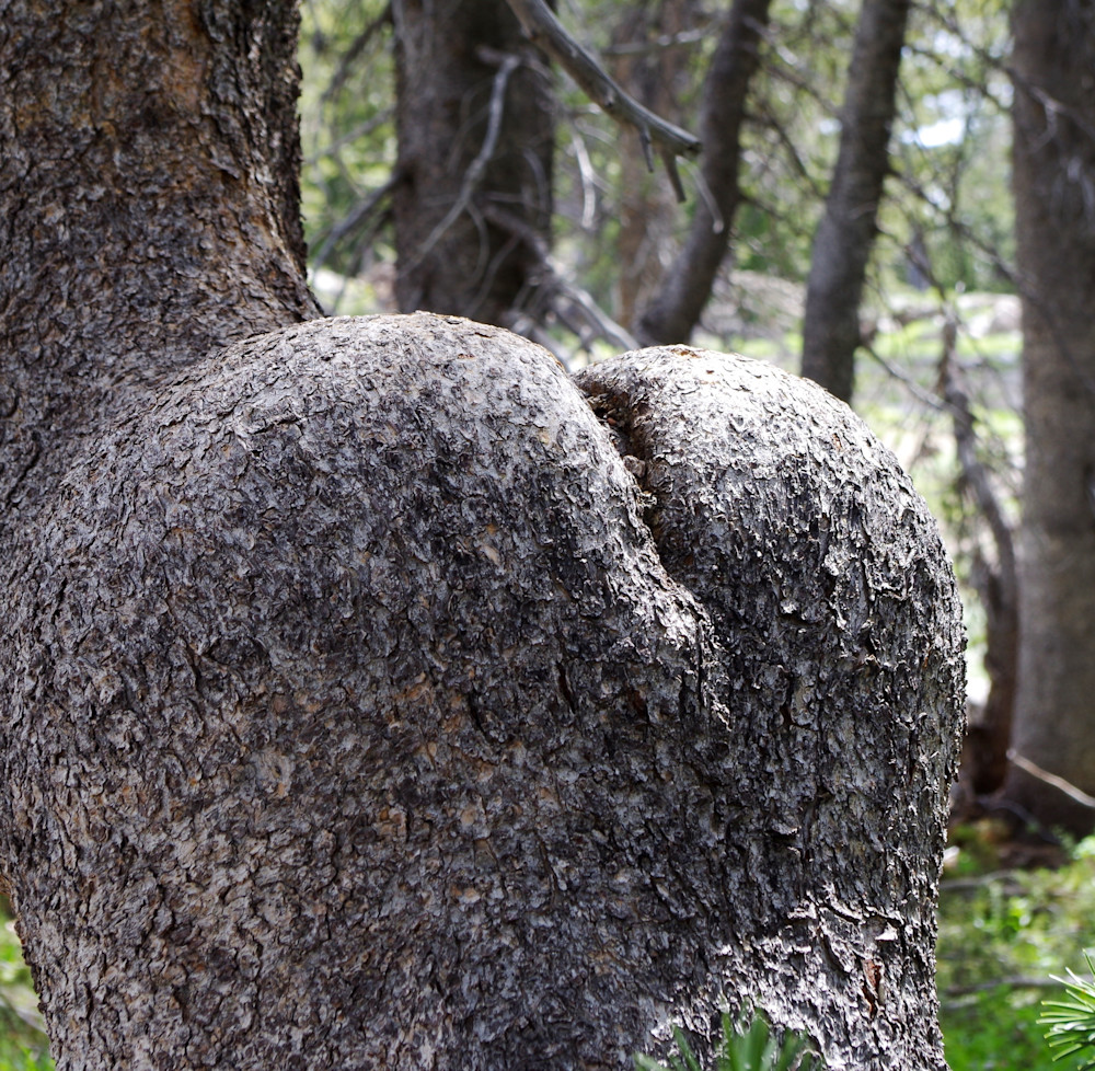 Mooning Tree   4780 Photography Art | Mc Artor Photo Imagery