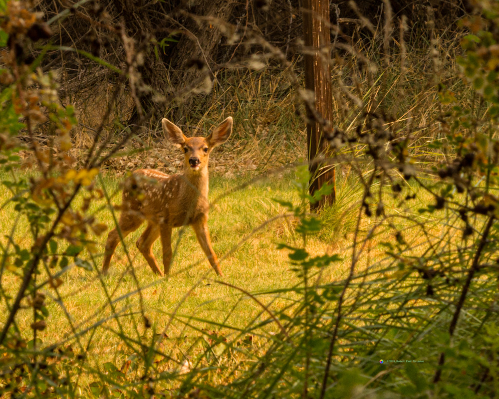 Bambi   16971 Photography Art | Mc Artor Photo Imagery
