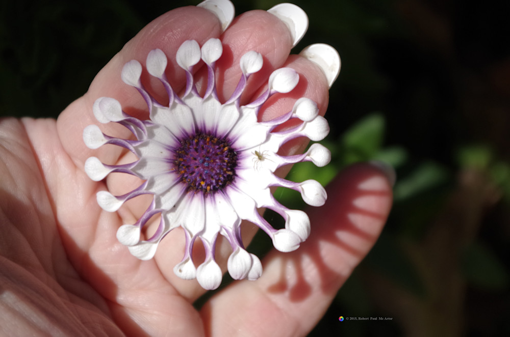 Flower And Nails With Spider   6751 Photography Art | Mc Artor Photo Imagery