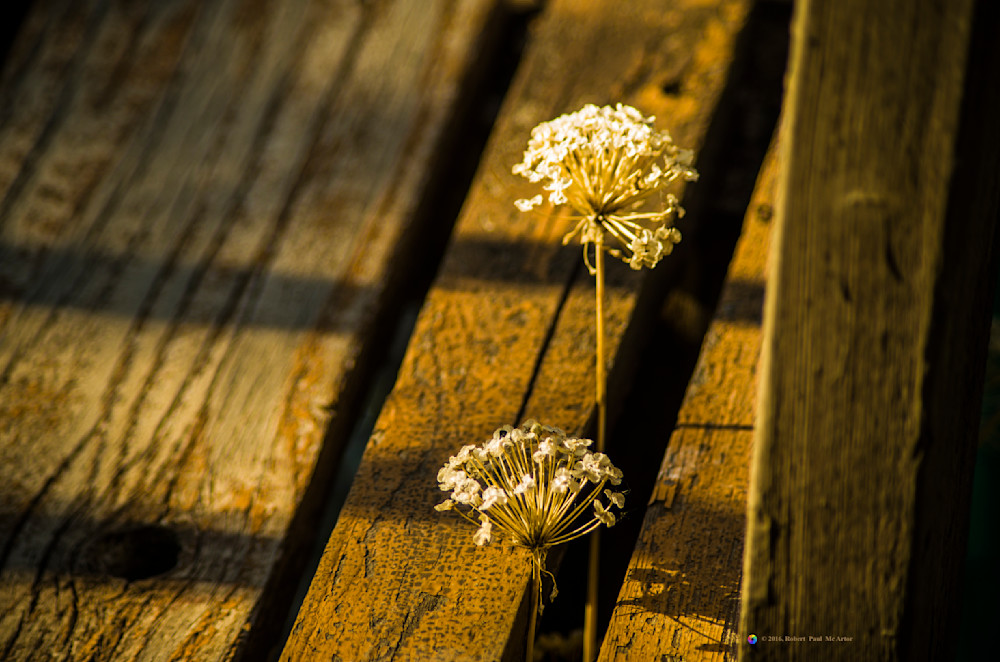 Perseverance   8417 Photography Art | Mc Artor Photo Imagery