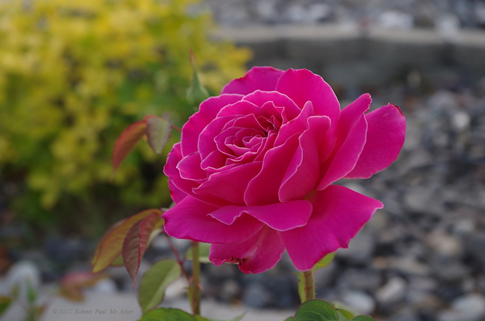 The Beast S Rose   11006 Photography Art | Mc Artor Photo Imagery