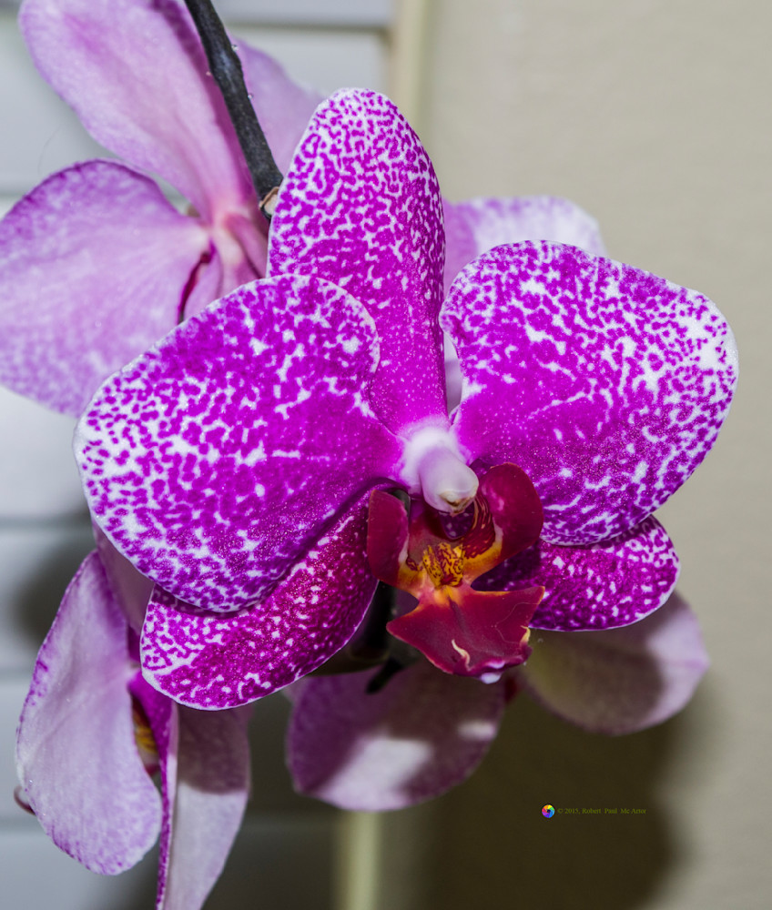 The Contrarian Orchid   4942 Photography Art | Mc Artor Photo Imagery