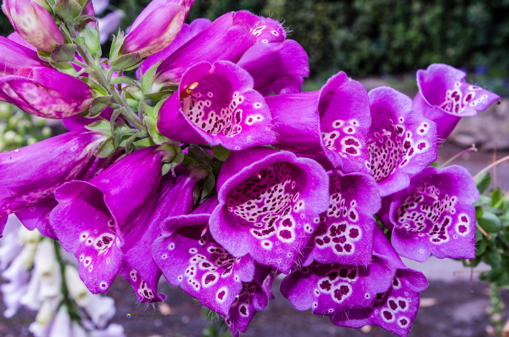 Fuchsia Foxgloves   11187 Photography Art | Mc Artor Photo Imagery