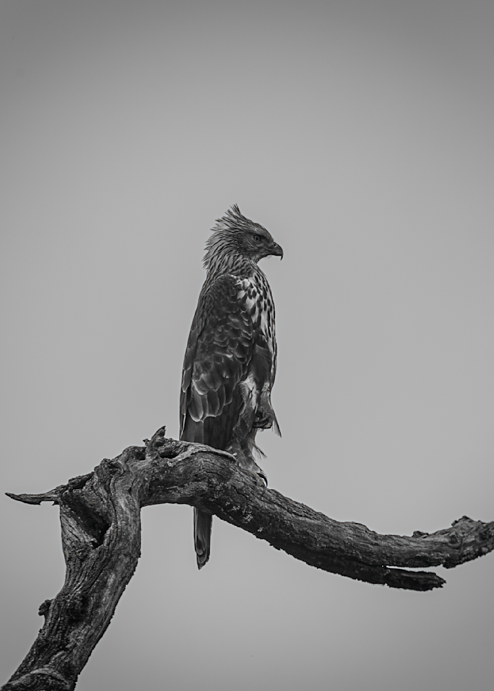 Presence Photography Art | Husein Latif