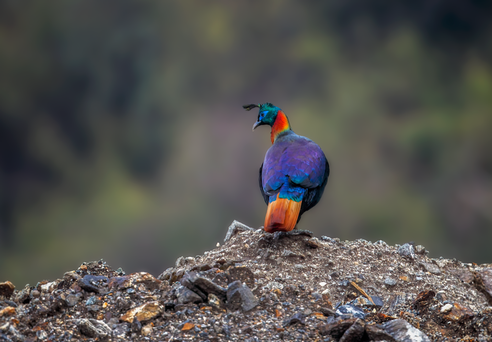 Himalayan Monal On The Mountainside Photography Art | Husein Latif