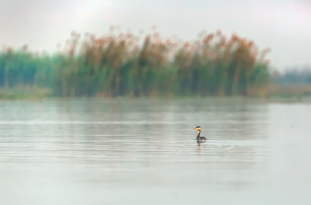 Grace In The Marshes...Great Crested Grebe On A Misty Morning Photography Art | Husein Latif