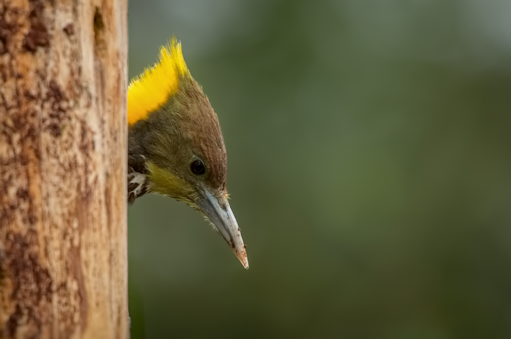 Greater Yellownape Woodpecker Taking A Peek L Sattal, Uttarakhand India Photography Art | Husein Latif