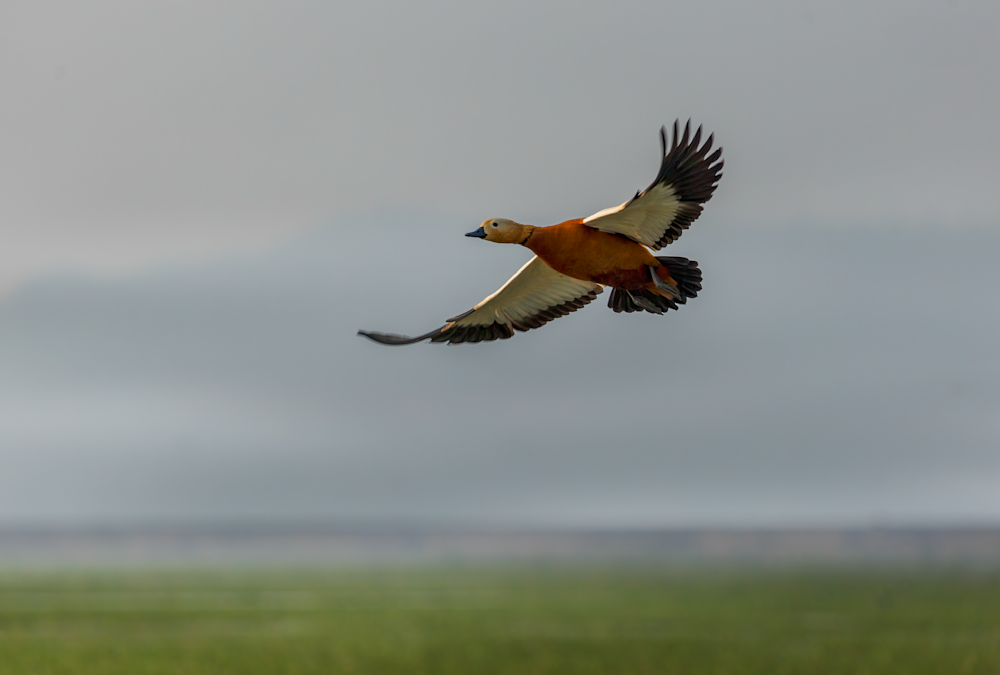Ruddy Shelduck In Flight Photography Art | Husein Latif