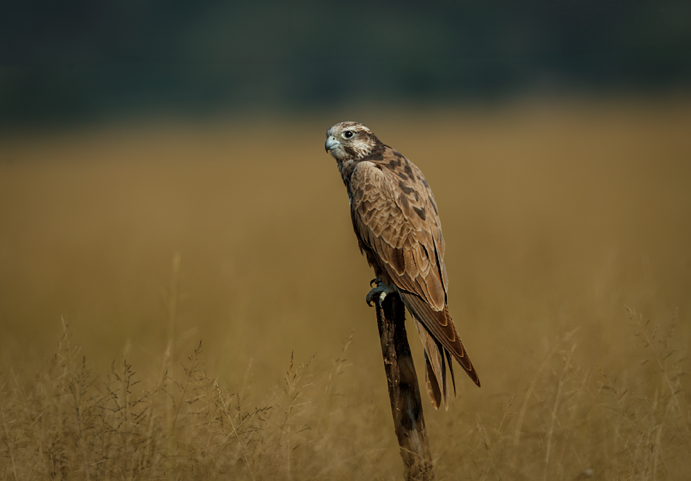 Laggar Falcon: Tal Chappar Photography Art | Husein Latif