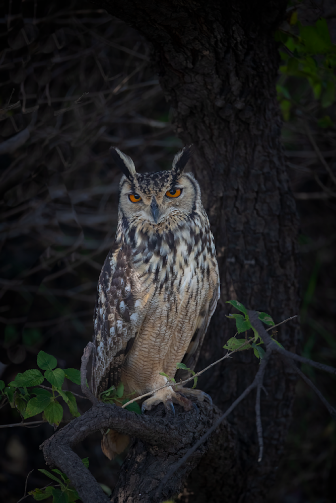 Indian Eagle Owl Portrait Photography Art | Husein Latif