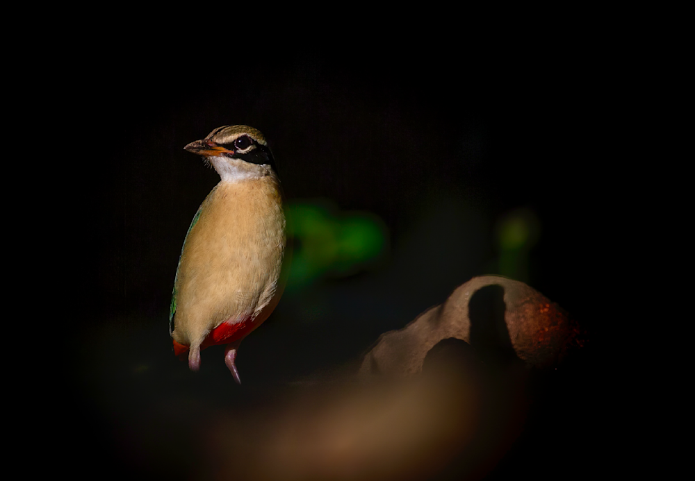 A Dance Of Colors Photography Art | Husein Latif