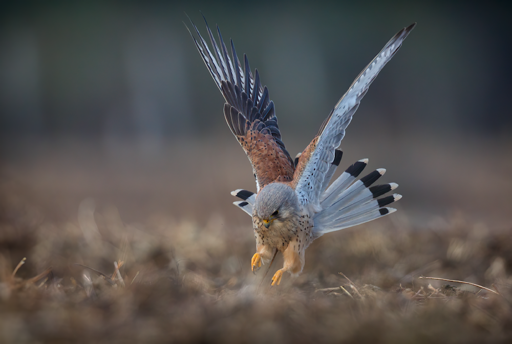 Strike Of The Kestrel   Precision In Flight Photography Art | Husein Latif