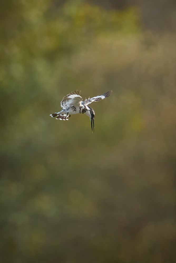 Precision Hover   Pied Kingfisher In Hunt Mode Photography Art | Husein Latif