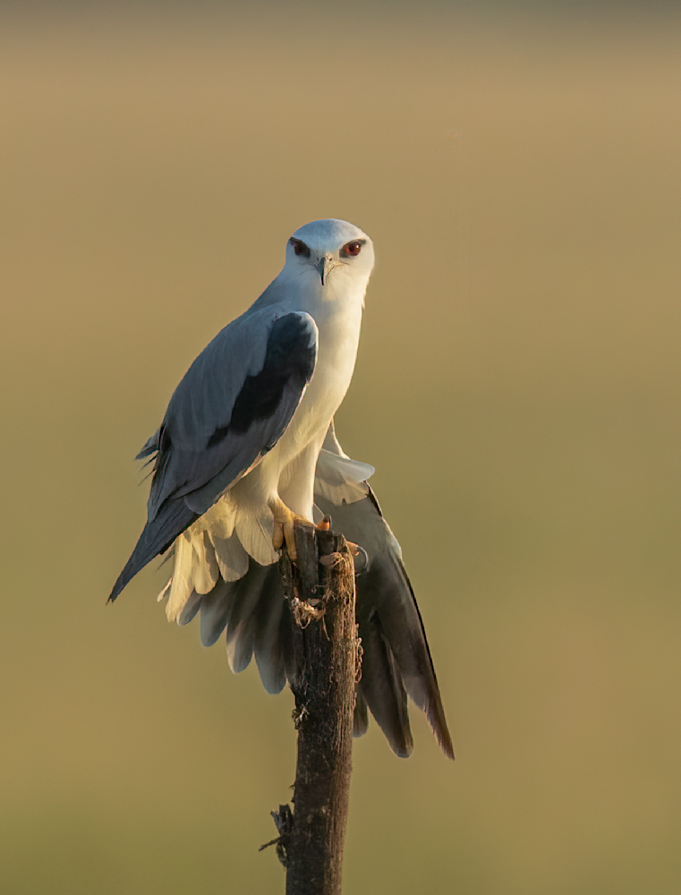 Feathered Grace   Black Shouldered Kite Photography Art | Husein Latif