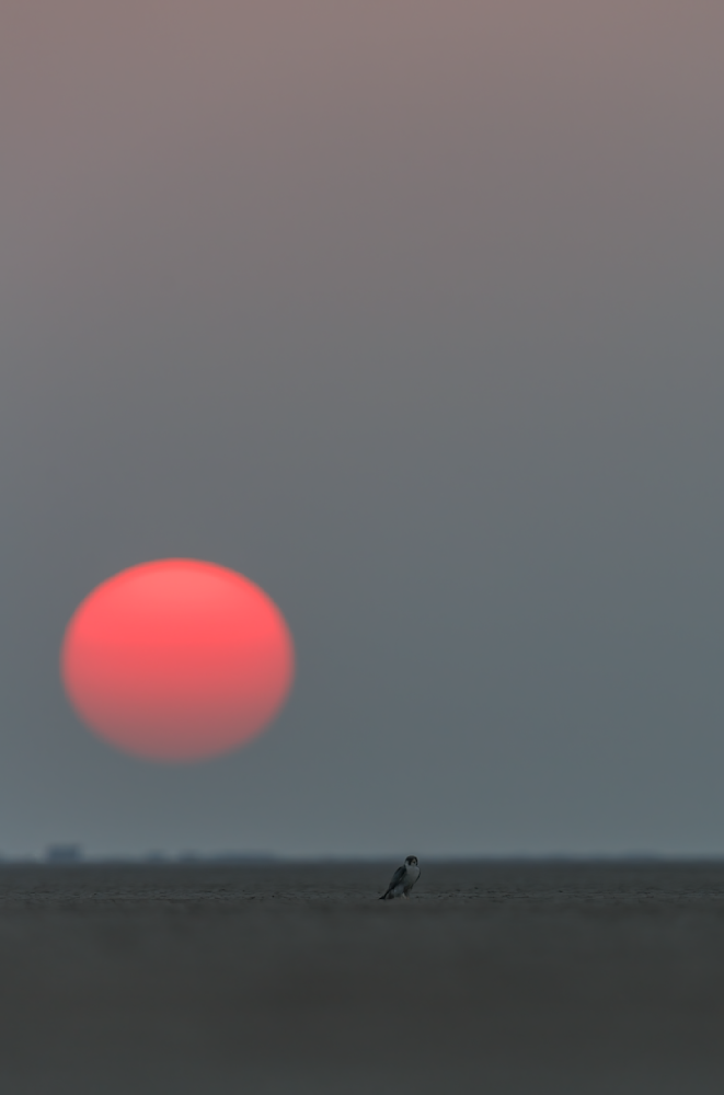 Peregrine Falcon Against The Setting Sun   Little Rann Of Kutch Photography Art | Husein Latif