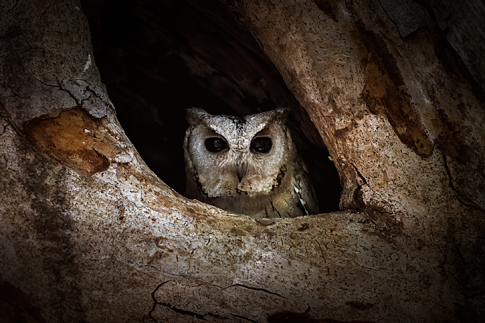 Curiosity Of A Scops Owl   Ranthambhore Photography Art | Husein Latif