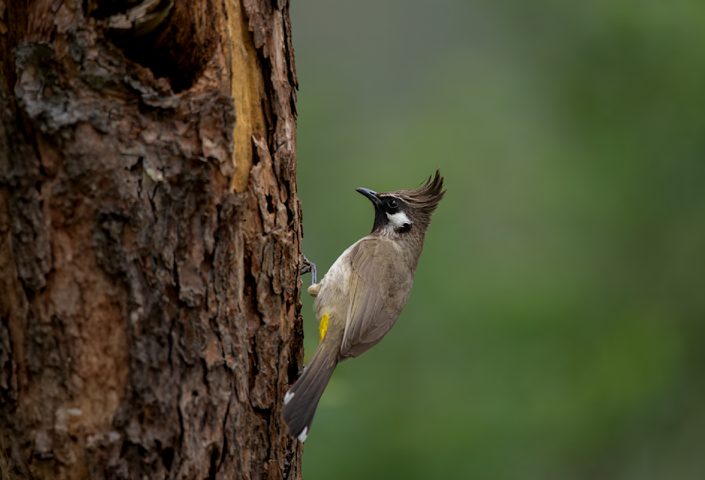 Himalayan Bulbul   Sattal Stories Photography Art | Husein Latif