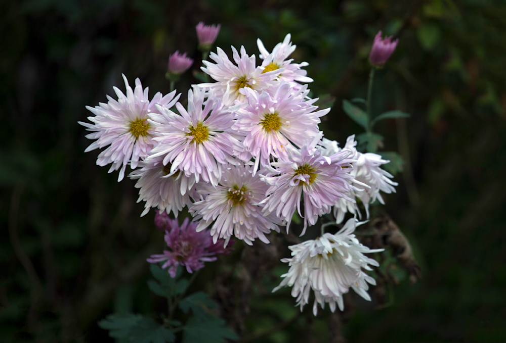 In Bloom    Flowers On The Roadside. Photography Art | Husein Latif