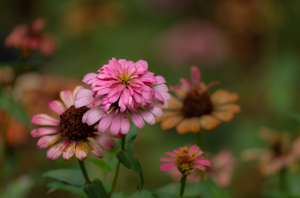 Nature's Palette Photography Art | Husein Latif