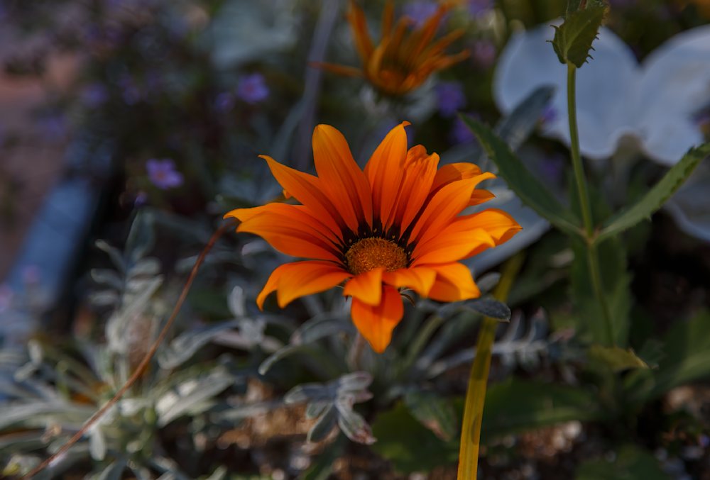 A Dance Of Orange: A Treasure Flower In Bloom. Photography Art | Husein Latif