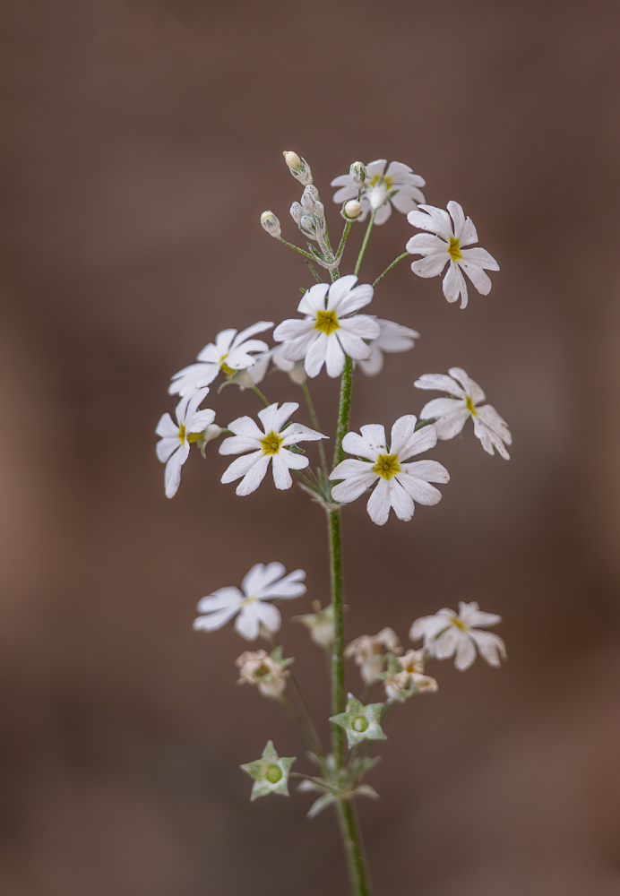 Flowers In The Wild Photography Art | Husein Latif