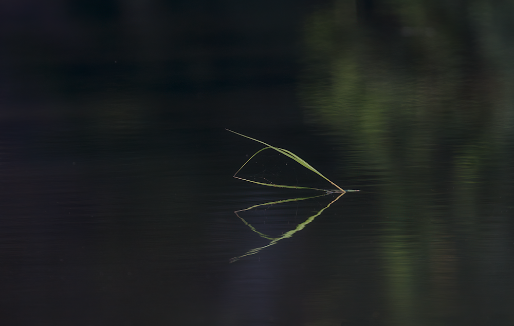 Nature's Calm: Grass And Water Reflection Art Photography Art | Husein Latif
