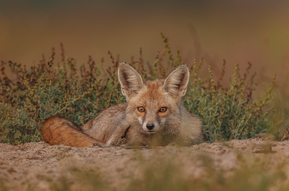 Whispers Of The Rann: A Fox's Vigil In The Desert Photography Art | Husein Latif