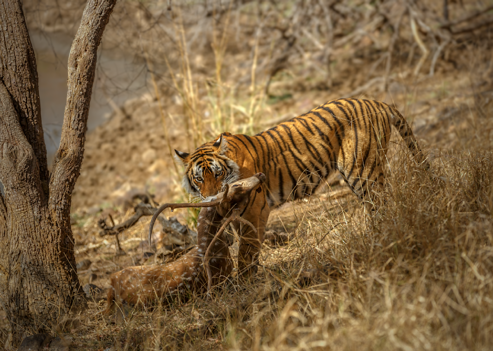 Instinct And Elegance : Ranthambore Diaries Photography Art | Husein Latif
