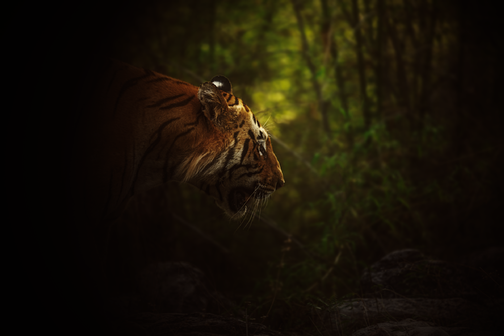 Matkasur: Tadoba Diaries Photography Art | Husein Latif