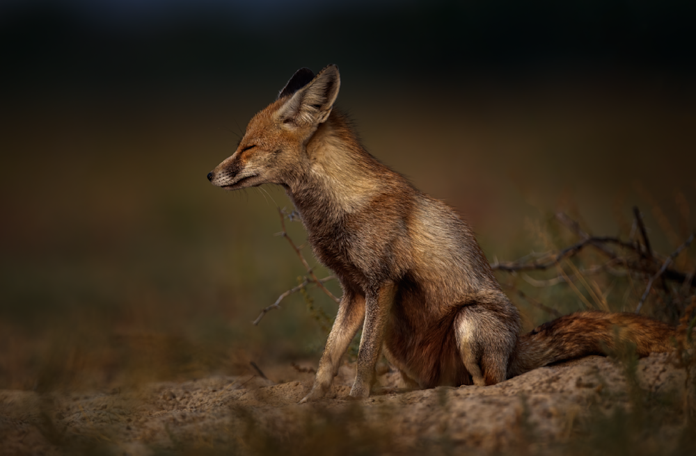 Desert Fox In Contemplation Photography Art | Husein Latif