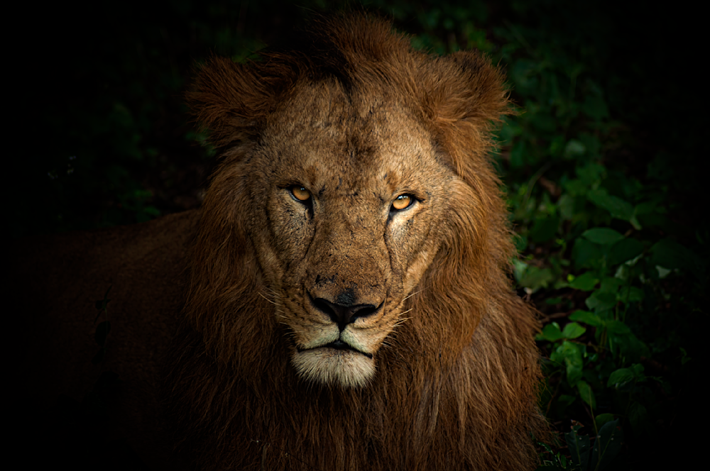 The King's Gaze: Majestic African Lion Portrait Photography Art | Husein Latif