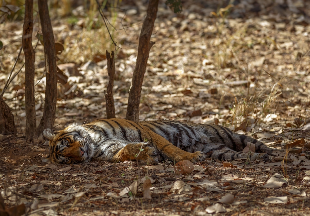 Afternoon Siesta: Tigress Sidhi In Ranthambore Photography Art | Husein Latif