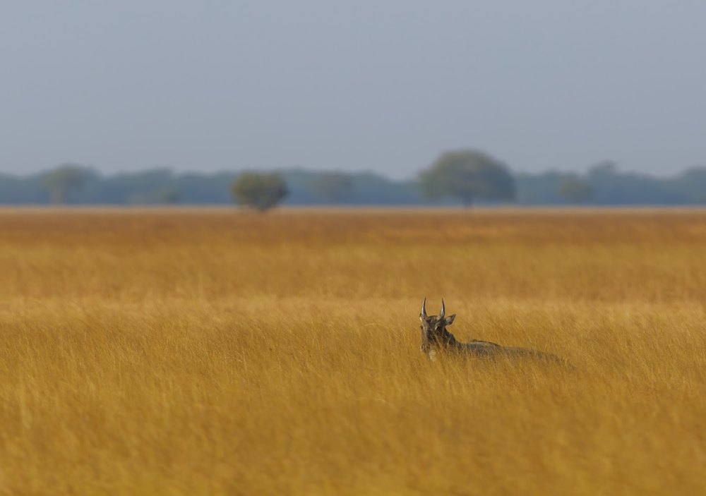 Solitude In The Savannah Photography Art | Husein Latif