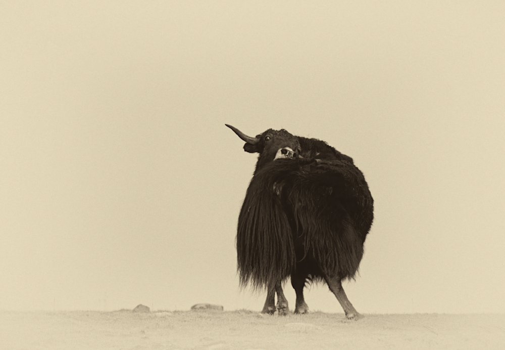 Himalayan Yak On The Zuluk Plains Photography Art | Husein Latif