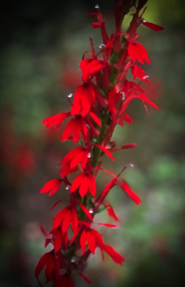 Cardinal Flower Art | Nancy's Art
