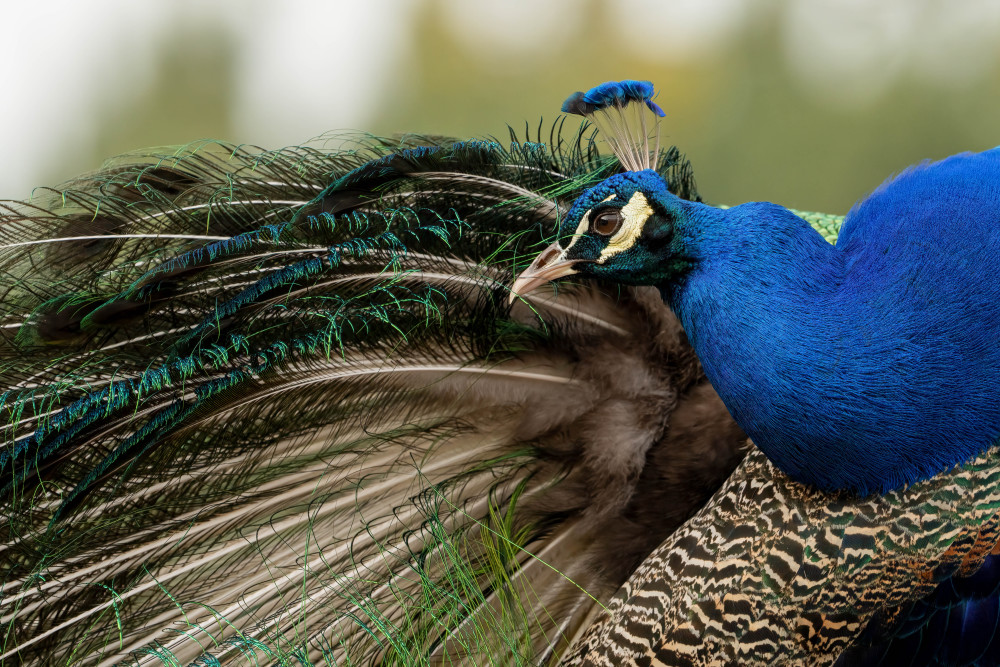 Iridescent Majesty Photography Art | Jamey Binneveld Photography