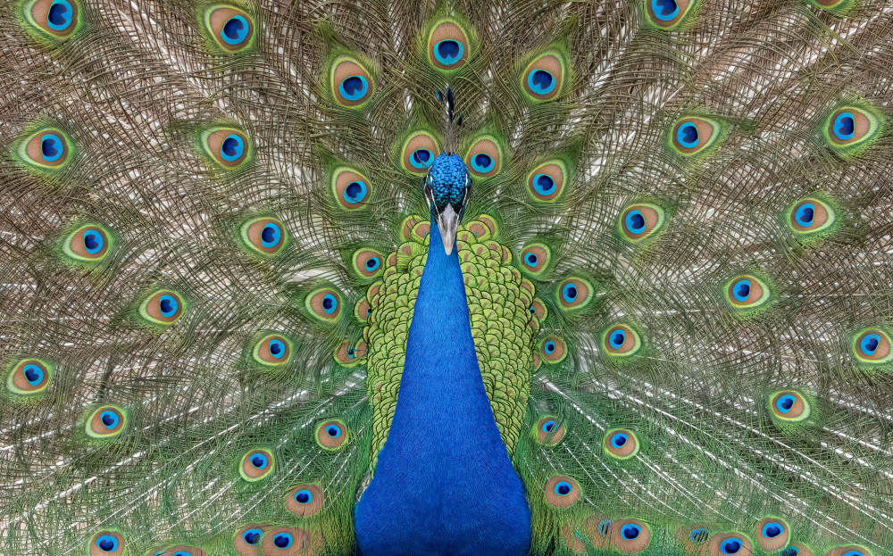 Peacock In Full Display Photography Art | Jamey Binneveld Photography