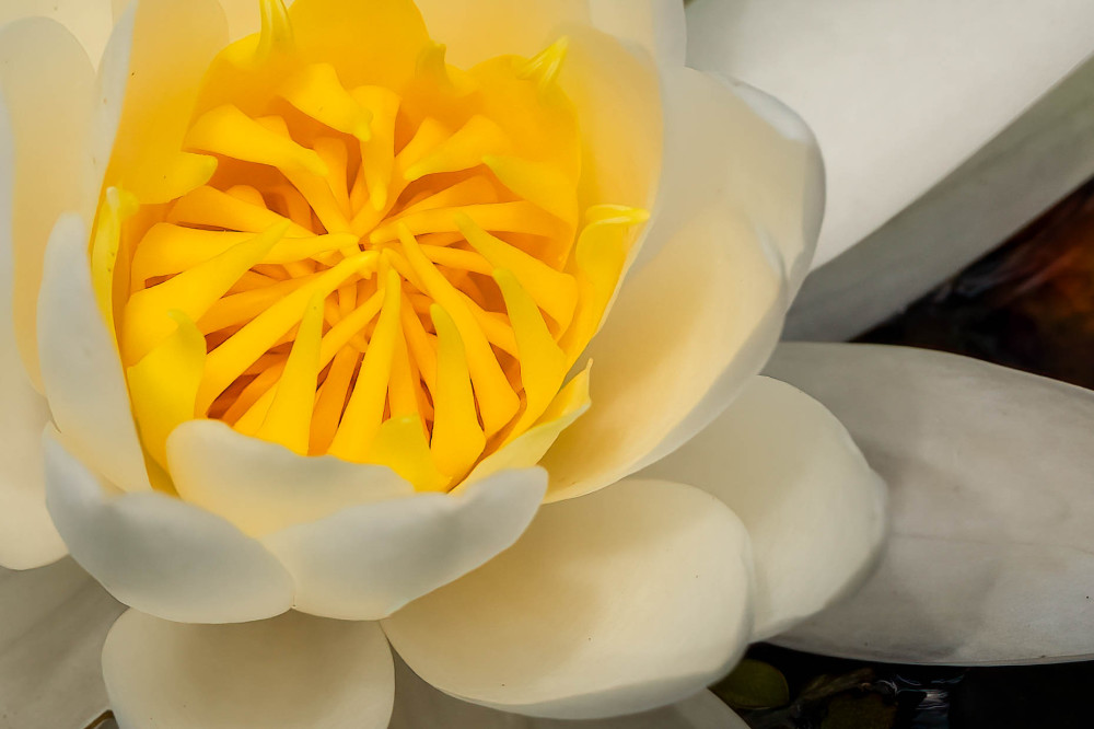 In Bloom Photography Art | Jamey Binneveld Photography