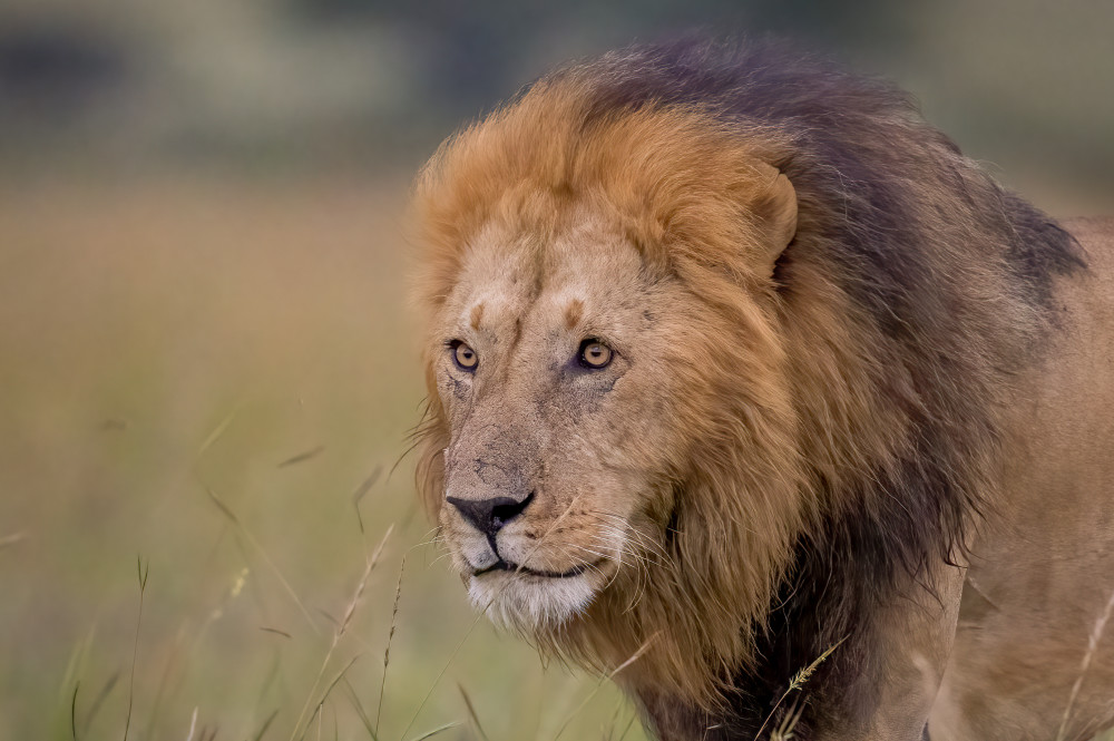 A King's Gaze Photography Art | Jamey Binneveld Photography
