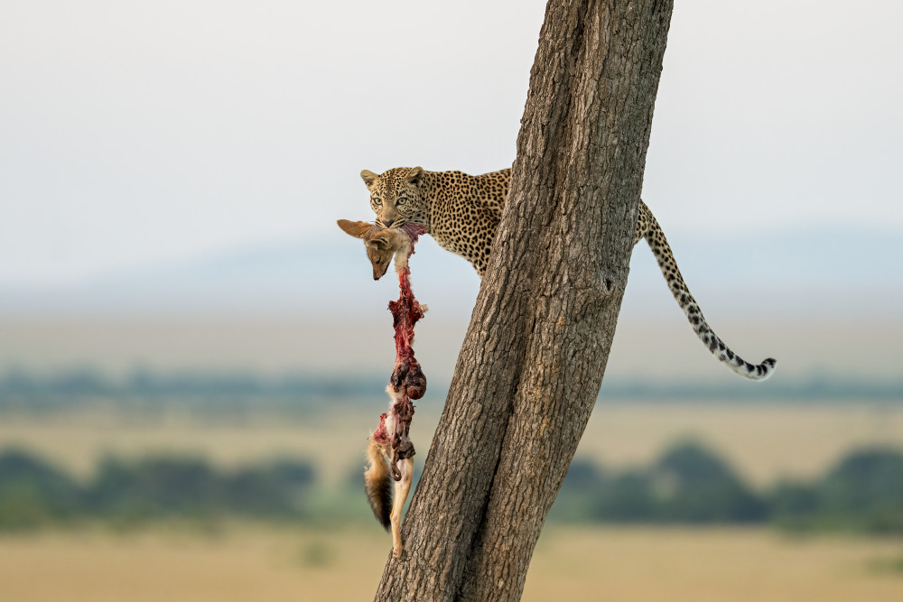 A Leopard And A Jackal Photography Art | Jamey Binneveld Photography