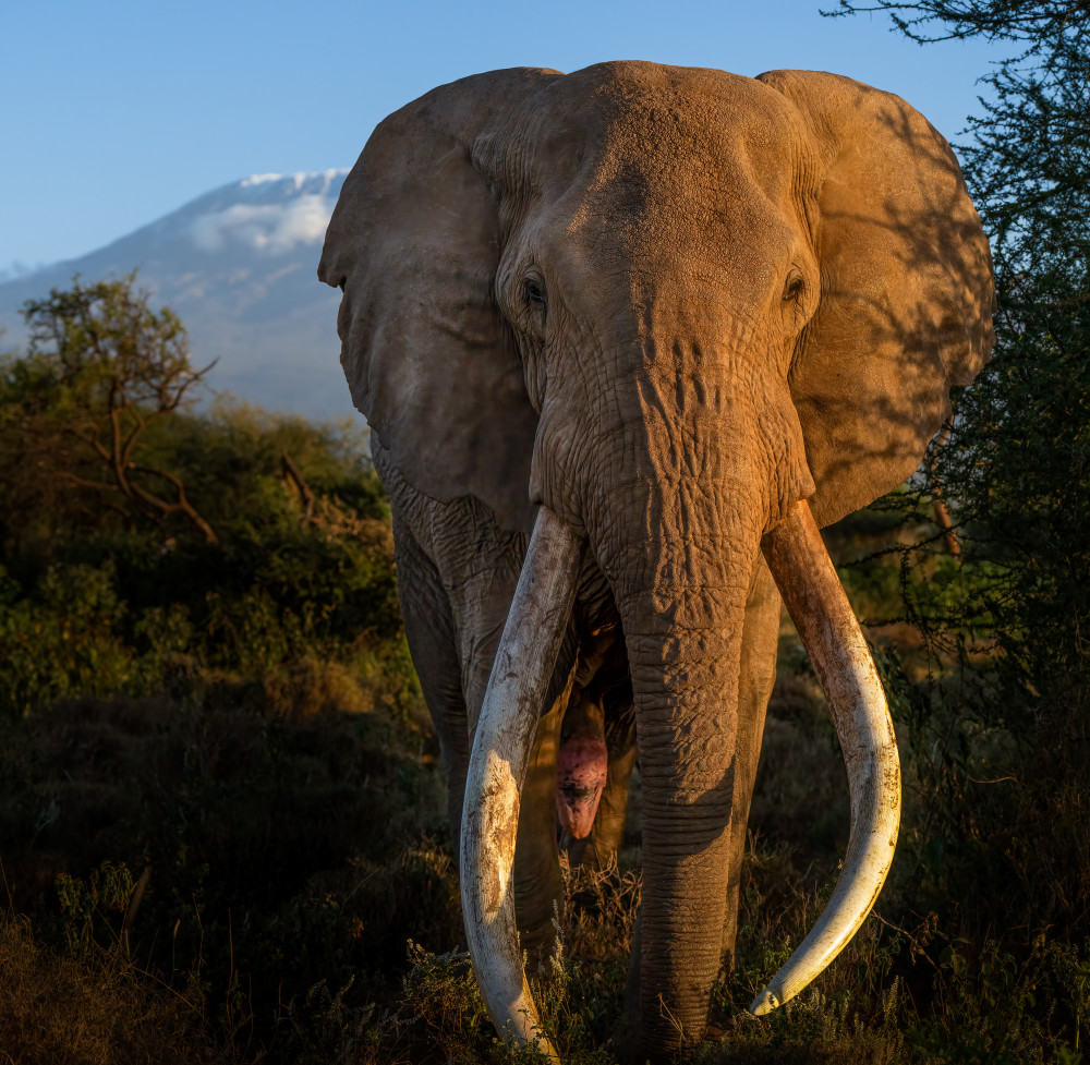 Craig And Mt Kilimanjaro Photography Art | Jamey Binneveld Photography